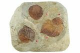 Plate with Four Fossil Leaves (Three Species) - Montana #268333-1